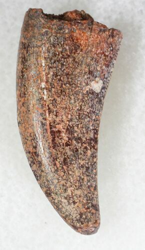 Large Raptor Tooth From Morocco - #20109